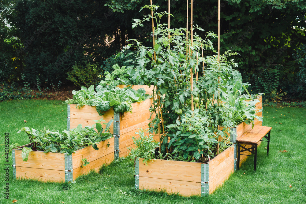 Vegetables planted in raised beds at garden during summer Vegetables planted in raised beds at garden during summer