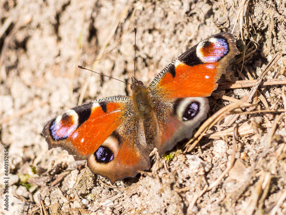 Peacock butterfly sitting on ground Peacock butterfly sitting on ground
