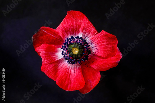 Anemone in bloom