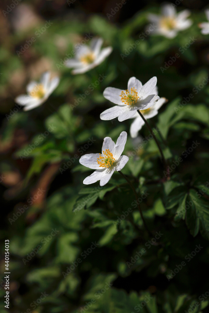 White blooming wood anemones (Anemonoides nemorosa) White blooming wood anemones (Anemonoides nemorosa)