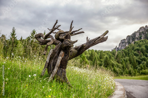 Spooky tree trunk on grass in Province of Brescia, Lombardy, Italy photo