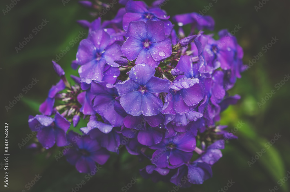 summer colorful scented phlox flowers summer colorful scented phlox flowers