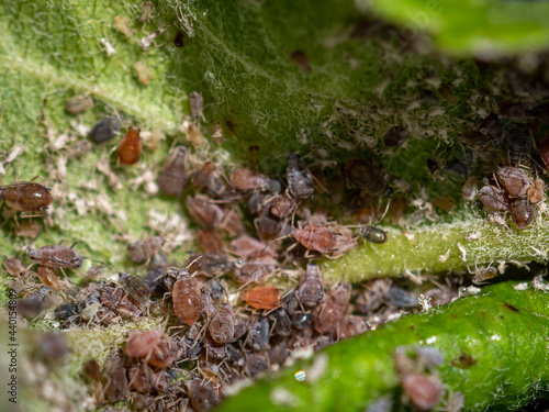 Aphids feeding on an apple tree leaf photo