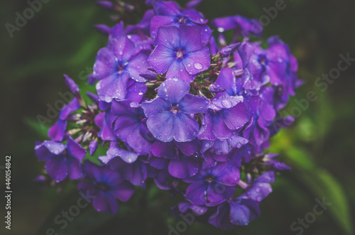 summer colorful scented phlox flowers