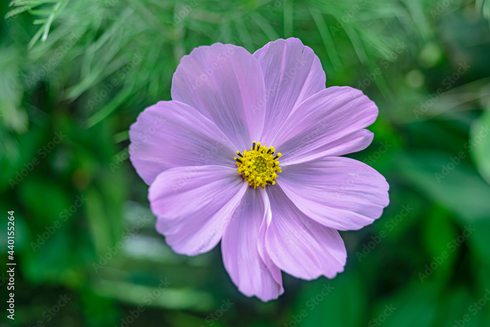 girasol morado, Cosmos bipinnatus, hermosa flor violeta en pastizal verde girasol morado, Cosmos bipinnatus, hermosa flor violeta en pastizal verde