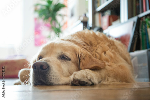 Tired golden retriever lying on parquet floor at home