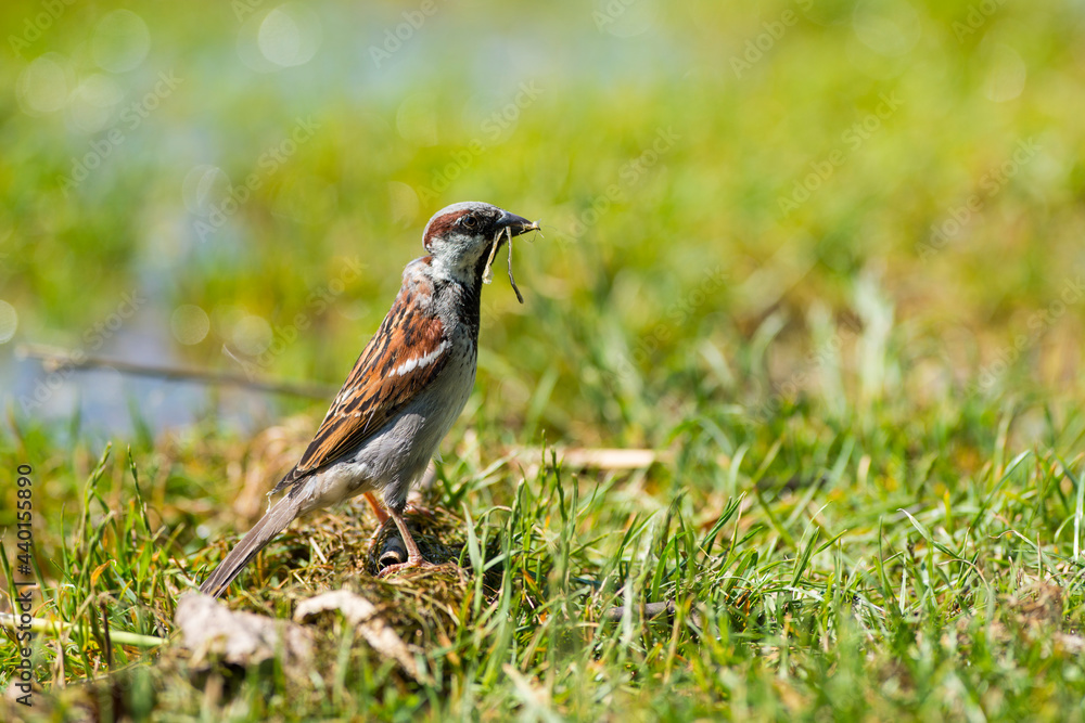 Fototapeta premium Spatz