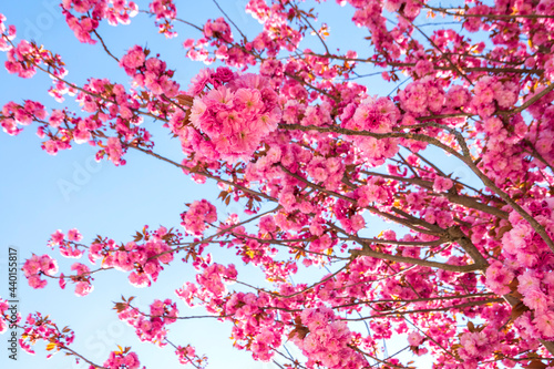 Cherry blossoms in spring