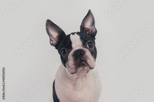 Boston terrier dog in front of white background photo