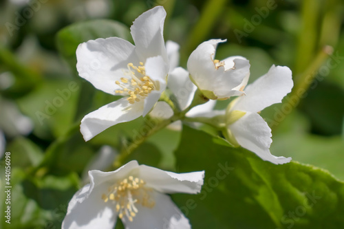 beautiful jasmine flower background closeup 