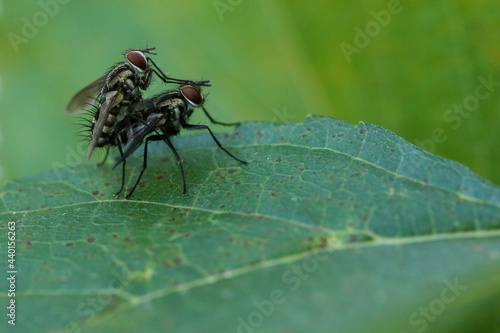 Fotografia Mosca-doméstica (Musca doméstica) copulando