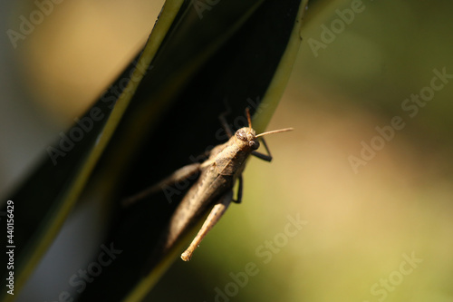 Gafanhotos são os insetos caracterizados por terem o fémur das pernas posteriores muito grandes e fortes, o que lhes permite deslocarem-se aos saltos. Algumas espécies formam enormes enxames. photo