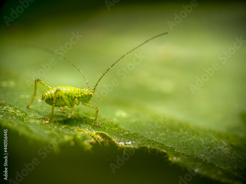 Tiny Speckled bush cricket, Leptophyses punctatissima on leaf. With copyspace.