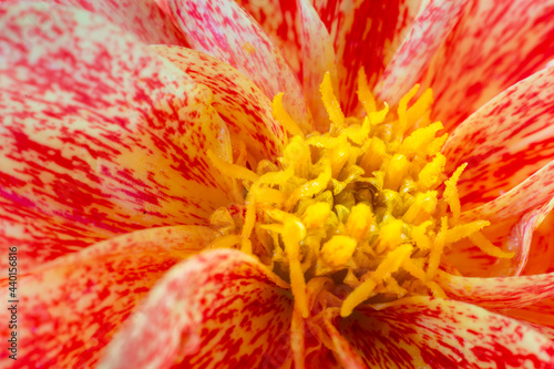 Dahlia orange in bloom on springtime photo