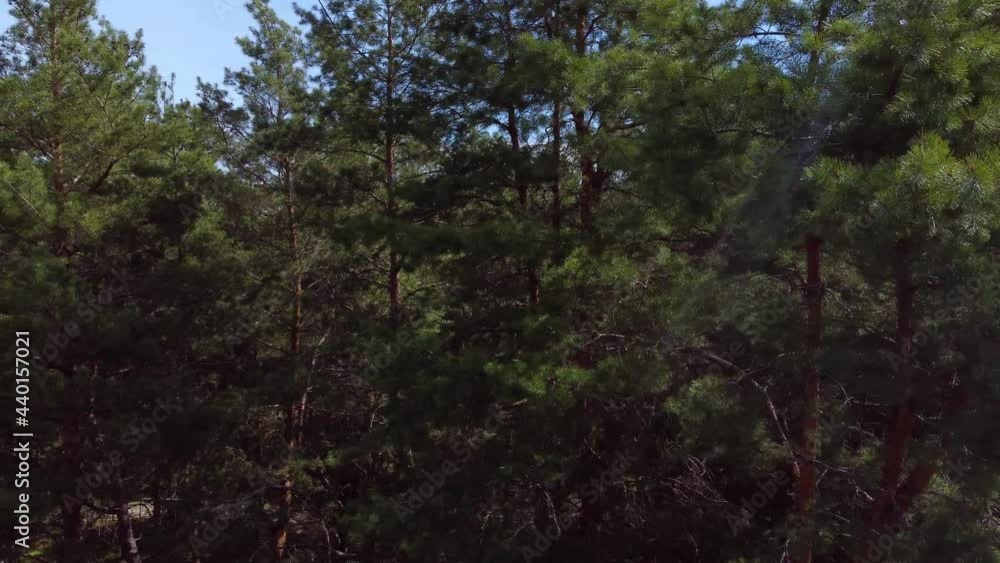 Flying Between the Pine Tops with Drone. Aerial View Flying Between the Pine Tops with Drone. Aerial View