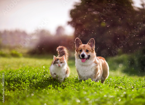 furry friends red cat and corgi dog walking in a summer meadow under the drops of warm rain photo