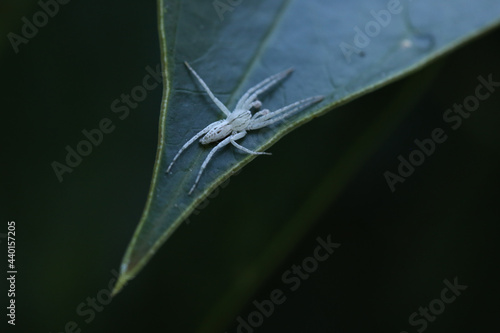 Aranha branca Anyphaenidae, também conhecida por aranha-fantasma. Aqui uma macho fotografado na folha de um antúrio. photo