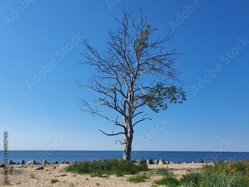 Lonely tree on the background of the sea.  The tree is almost dry, with a few leaves left on it.