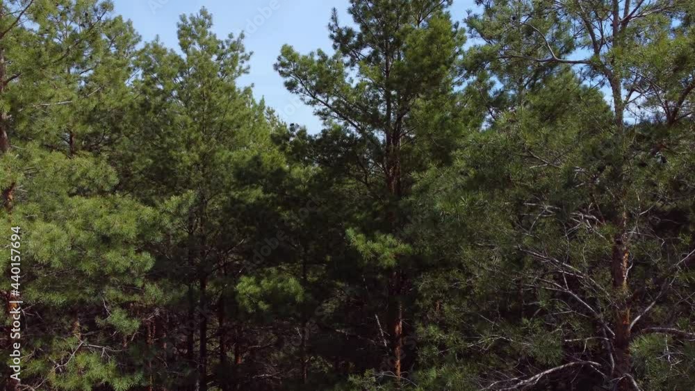Flying Between the Pine Tops with Drone. Aerial View Flying Between the Pine Tops with Drone. Aerial View