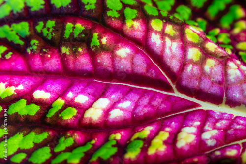 Close up of painted nettle (Coleus blumei) photo