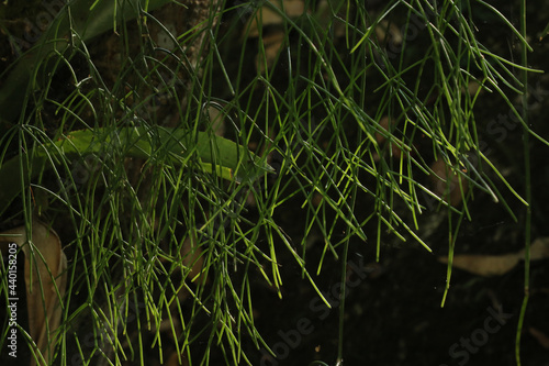 Rhipsalis baccifera, da família dos cactos,  tem hábitos de epífita: procurou as alturas para se proteger dos predadores no solo e conseguir um pouco mais de luz. Tudo sem retirar nutrientes da planta photo