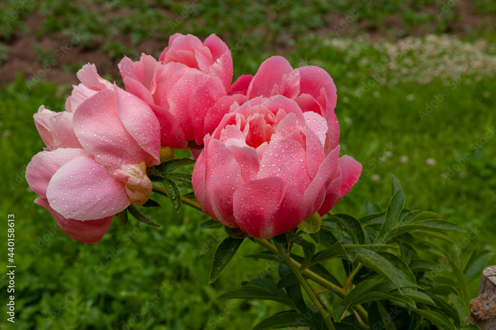custom made wallpaper toronto digitalLarge fresh pink peonies covered with dew drops