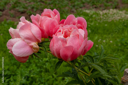 Wallpaper Mural Large fresh pink peonies covered with dew drops Torontodigital.ca