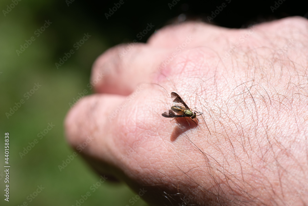 Obraz premium deer fly bite