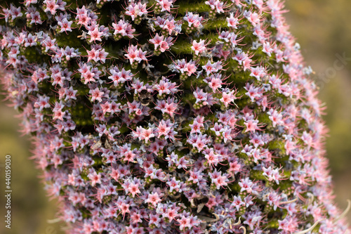 Blossoming of the Echium wildpretii plant