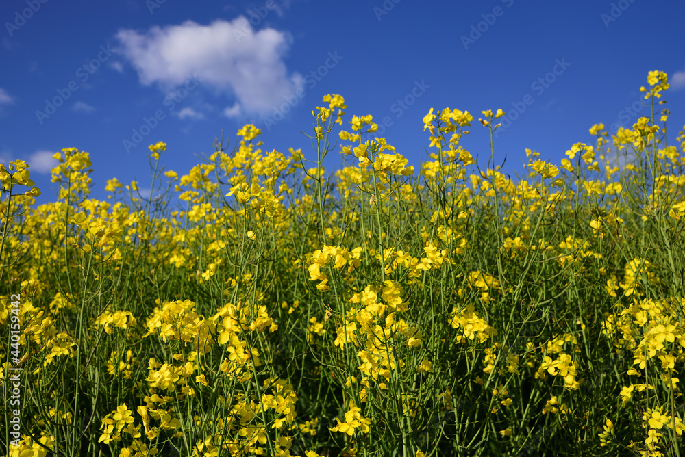 A yellow rapeseed field blooming with fresh flowers against a blue sky with white clouds in spring