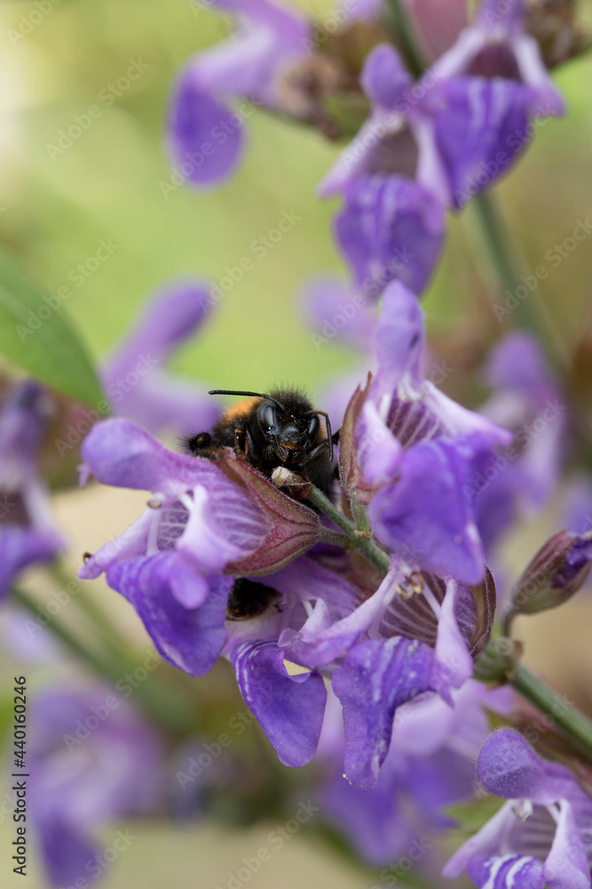Tree bumblebee on sage flowers in June, United Kingdom Tree bumblebee on sage flowers in June, United Kingdom