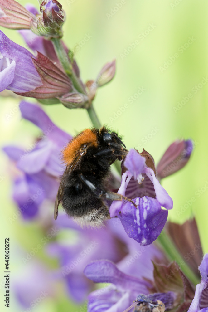 Tree bumblebee on sage flowers in June, United Kingdom Tree bumblebee on sage flowers in June, United Kingdom