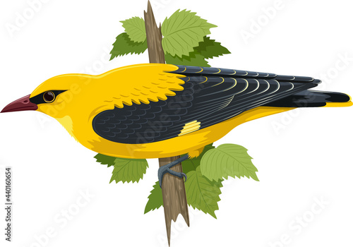 Vector illustration on the theme of nature. Composition of a yellow bird, an oriole, sitting on a branch against a background of green leaves.