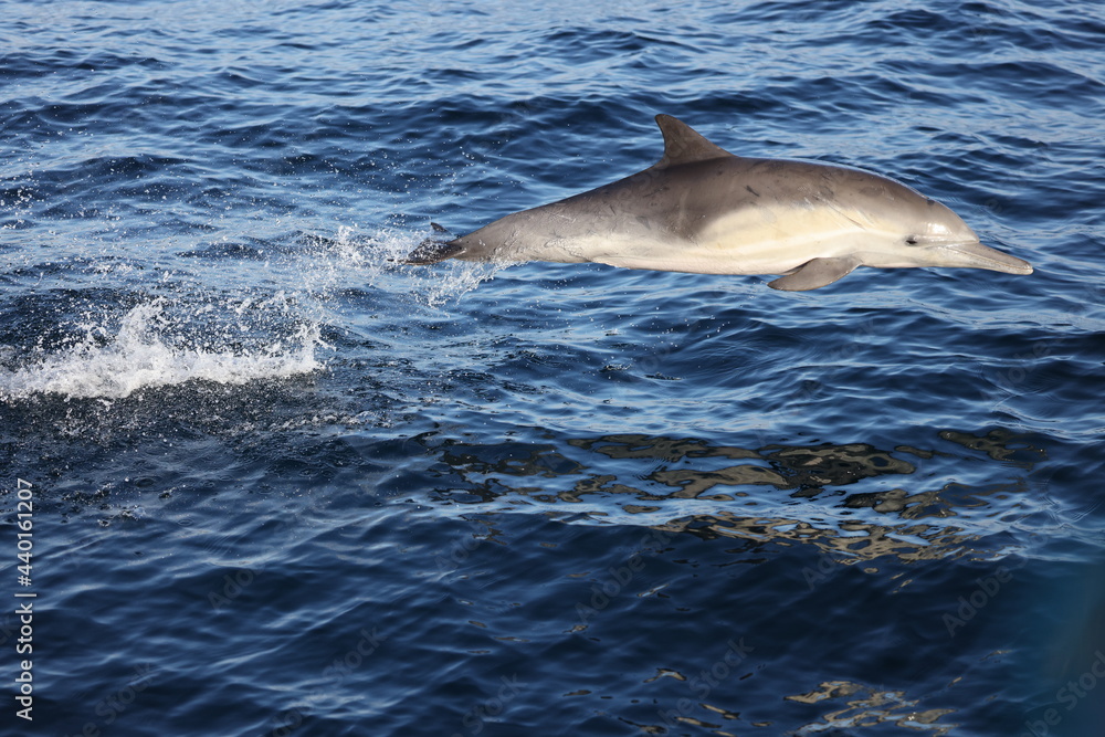 Naklejka premium dolphin jumping out of water