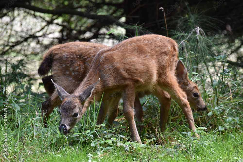 Fototapeta premium Deer