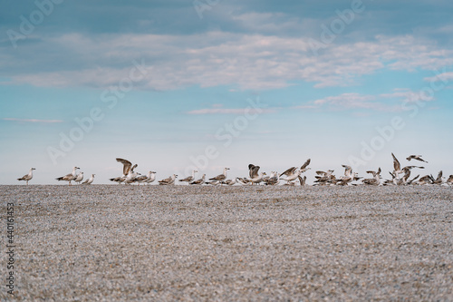 Flock of seagulls on the beach
