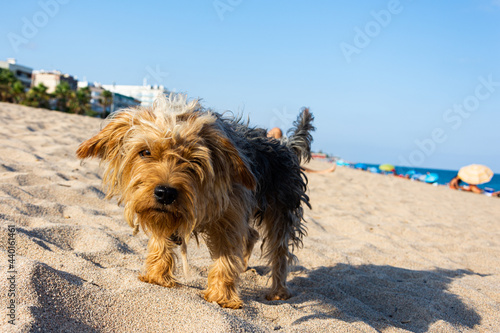 Un Bonito perro en la playa