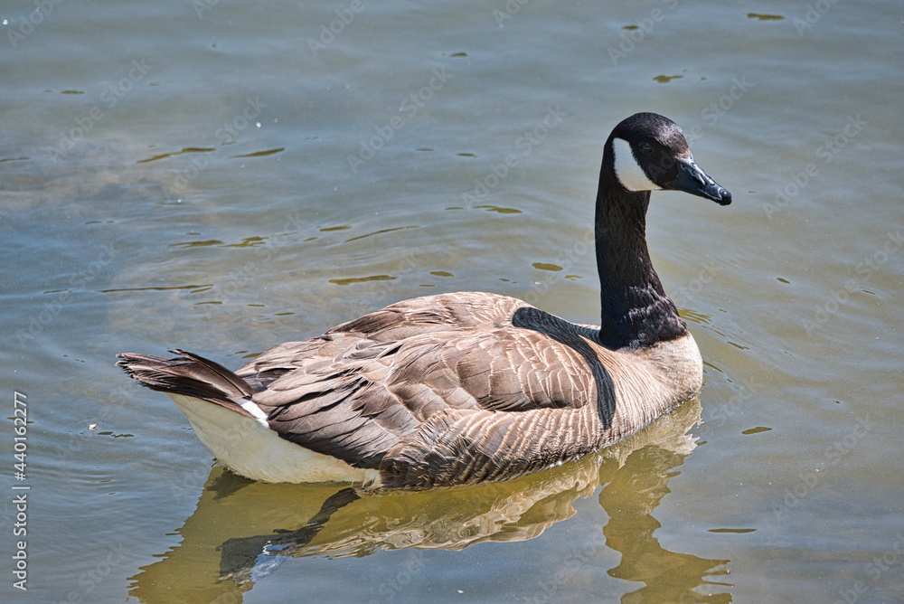 Fototapeta premium Canada geese brown with black and white neck swimming in a local river on a beautiful summer day