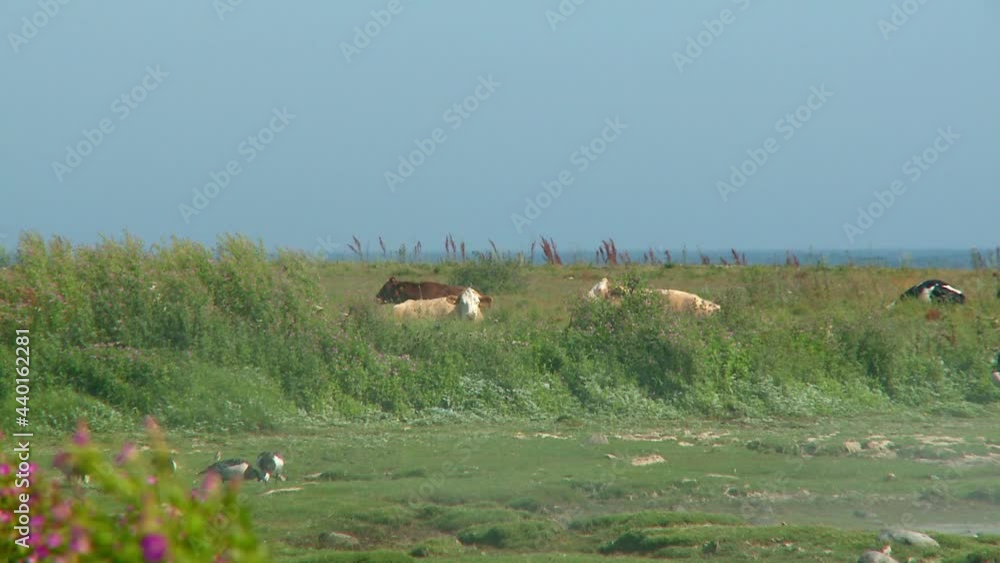 Cows laying in deep grass and mist rolling in over them, Sweden