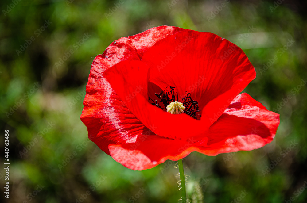 Blooming red, beautiful poppy in the meadow in the garden. Blooming red, beautiful poppy in the meadow in the garden.