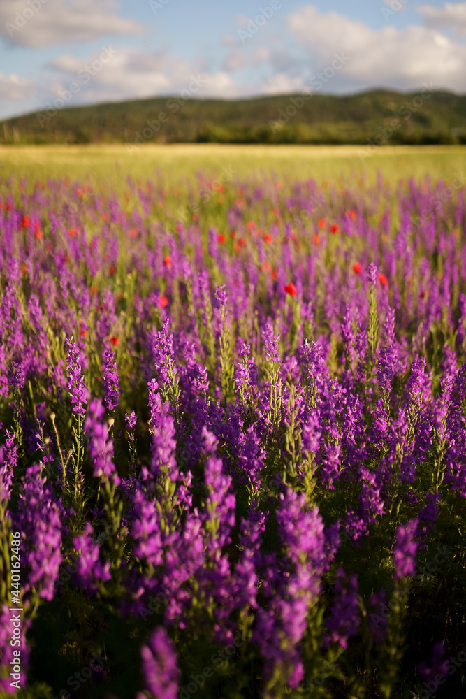 Naklejka premium beautiful wild flowers in field. selective focus
