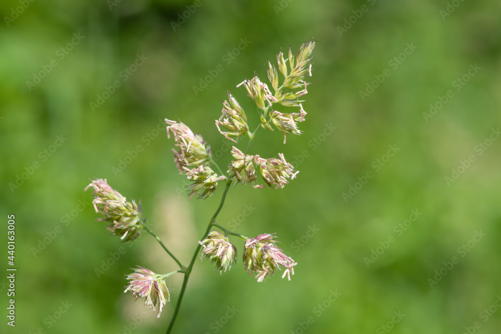 Close up of seeds and pollen on a cat grass (dactylis glomerata) plant