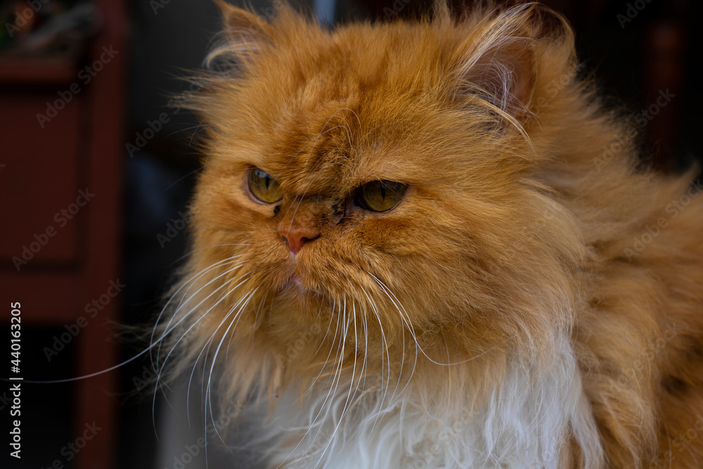 Persian red cat with a white mane