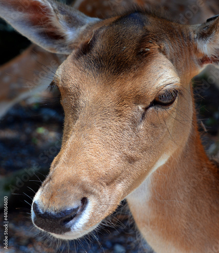 Close up fallow deer (Dama dama) is a ruminant mammal belonging to the family Cervidae. This common species is native to western Eurasia, photo