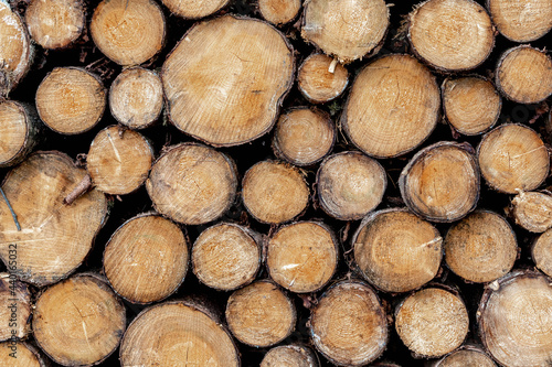 Cut tree trunks, Dry chopped firewood logs stacked up on top of each other in a pile, Timber wood wall texture background.