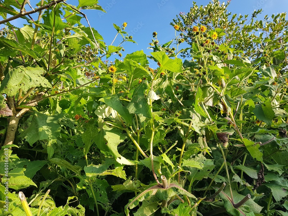 Follaje del Yacón, planta con tubérculo alimenticios y medicinales, en Medellín, Colombia Follaje del Yacón, planta con tubérculo alimenticios y medicinales, en Medellín, Colombia