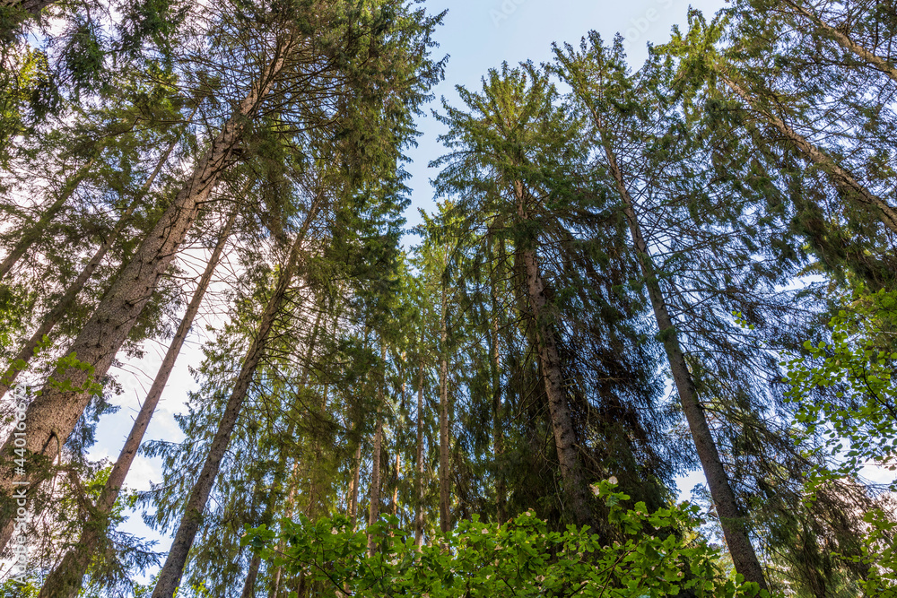 Fototapeta premium High green pine trees on blue sky background. Amazing nature landscape background. Sweden.