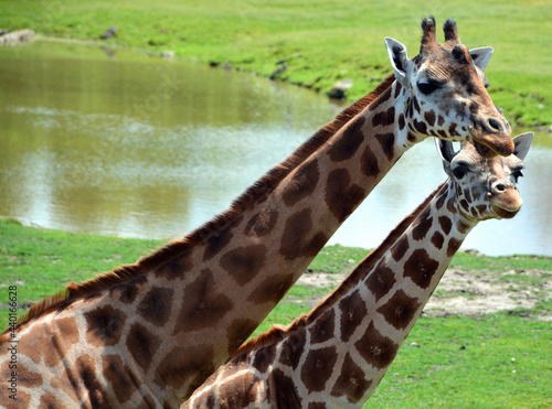 Giraffe  (Giraffa camelopardalis) is an African even-toed ungulate mammal, the tallest of all extant land-living animal species, and the largest ruminant. photo