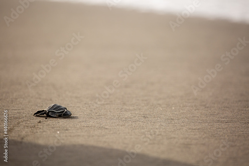A baby leatherback turtle hatchling moves on sand toward the ocean
