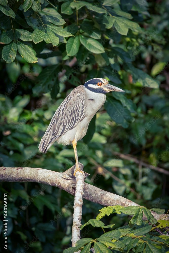 Obraz premium A yellow-crowned night heron perches on a branch during the day